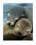 Sleeping Sea Lion Pups by Kevin Schafer Limited Edition Print