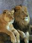 Male And Female Lions Resting by Richard Stacks Limited Edition Print