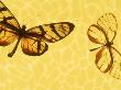 Butterflies Native To Solomon Islands by Catrina Genovese Limited Edition Print