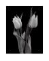 Tulips Ii by Seamus Ryan Limited Edition Print