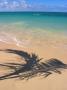 Palm Tree Shadow On Beach, Lani Kai, Hi by Tomas Del Amo Limited Edition Print