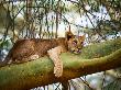 Lion Cub On Yellow Bark Acacia Tree, Kenya by Rick Strange Limited Edition Print