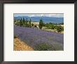Field Of Lavender In Bloom With Hills Behind, In Provence, France by Stephen Sharnoff Limited Edition Pricing Art Print