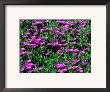 Sea Fig Iceplant Flowers On Coastal Trail, Marin County, California by John Elk Iii Limited Edition Pricing Art Print