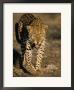 Leopard, (Panthera Pardus), Duesternbrook Private Game Reserve, Windhoek, Namibia by Thorsten Milse Limited Edition Print