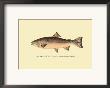The Rainbow Trout by H.H. Leonard Limited Edition Print