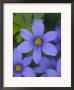 Blue Eyed Grass Near Devine, Texas, Usa by Darrell Gulin Limited Edition Print