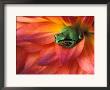 Pacific Chorus Frog On Dahlia by Dennis Kirkland Limited Edition Print