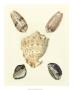 Knorr Shells Iv by George Wolfgang Knorr Limited Edition Print