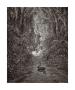 Satan As A Serpent, Enters Paradise In Search Of Eve (From Milton's Paradise Lost) by Gustave Dore Limited Edition Pricing Art Print