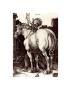 The Large Horse by Albrecht Durer Limited Edition Print