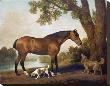 Bay Hunter, Springer Spaniel And Sussex Spaniel, C.1782 by George Stubbs Limited Edition Print