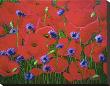 Poppies And Batchelor Buttons by John Newcomb Limited Edition Print