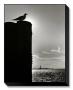 Sentinel by Bill Perlmutter Limited Edition Print