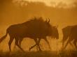 Wildebeests Roam Through A Yellow Haze by Beverly Joubert Limited Edition Print