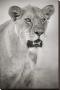 Lioness Portrait by Andy Biggs Limited Edition Print