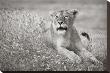 Lioness In Grass by Andy Biggs Limited Edition Print