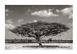 Acacia Tree by Andy Biggs Limited Edition Print