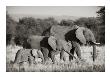 Elephant Walk by Andy Biggs Limited Edition Print
