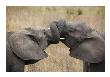 Elephant Hug by Andy Biggs Limited Edition Print