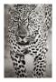 Leopard Portrait by Andy Biggs Limited Edition Print