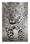 Leopard Portrait by Andy Biggs Limited Edition Pricing Art Print