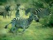 Running Plains Zebra by Beverly Joubert Limited Edition Print