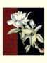 Crimson Sonata Iii by Chariklia Zarris Limited Edition Pricing Art Print