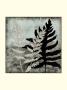 Illuminated Ferns I by Megan Meagher Limited Edition Print