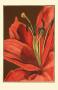 Regal Lily Iii by Jennifer Goldberger Limited Edition Pricing Art Print