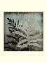 Illuminated Ferns Ii by Megan Meagher Limited Edition Print