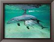 Dolphins by Hubert & Klein Limited Edition Pricing Art Print