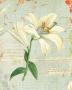 Spring Lily Ii by Katie Pertiet Limited Edition Print