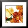 Poppies Iii by Richard Weinstein Limited Edition Print