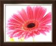 Magenta Gerbera by Michael Bird Limited Edition Pricing Art Print