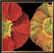 Red And Yellow Poppy I by Pip Bloomfield Limited Edition Print