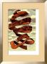 Rind by M. C. Escher Limited Edition Print