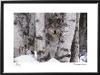 Mountain Ranger by Art Wolfe Limited Edition Print