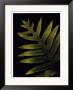 Spotted Fern by Rosemarie Stanford Limited Edition Pricing Art Print