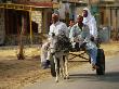 Men On Donkey Cart In Siwa, Egypt by Juliet Coombe Limited Edition Print