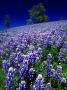 Lupines In Spring, Napa Valley, United States Of America by Jerry Alexander Limited Edition Print