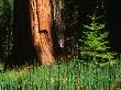 Young Fir Tree Next To Sequoia Tree, Mariposa Grove, Mariposa, Usa by Cheryl Conlon Limited Edition Pricing Art Print