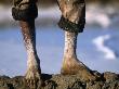 The Feet Of A Salt Worker, Gujarat, India by Jerry Galea Limited Edition Print