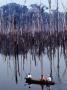 Amazon River: The Selvacide Of Trees In The Rodonia Region Of Brazil, Brazil by John Maier Jr. Limited Edition Print