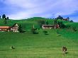 Cows In Pasture And Farm Houses, Appenzel Innerhoden, Switzerland by Martin Moos Limited Edition Print