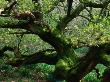 Gnarled English Oak (Quercus Robur), United Kingdom by Nicholas Reuss Limited Edition Print