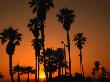 Palm Trees On Venice Beach Silhouetted Against Sunset, Los Angeles, California, Usa by Dallas Stribley Limited Edition Print