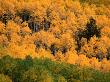 Autumn Colors In The Aspen Forests Of Castle Creek Canyon In The Snowmass Wilderness, Colorado by Greg Gawlowski Limited Edition Print