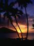 Silhouetted Palm Trees At Sunset, Fiji by Manfred Gottschalk Limited Edition Print