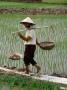 Farm Worker In Rice Paddy, Vietnam by Pershouse Craig Limited Edition Print